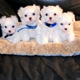 Maltese and Morkie Puppies from K and E Small Breed Puppies