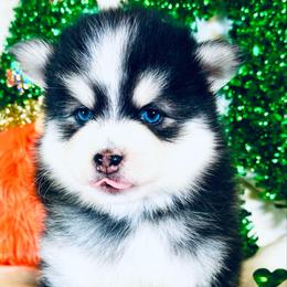 Basil - Black and white male Pomsky puppy in Rhome, Texas from TyeDye Kennels