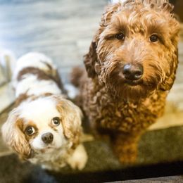 Cavapoo, Goldendoodle, and Poodle All Grown Up from Dlm_doodles