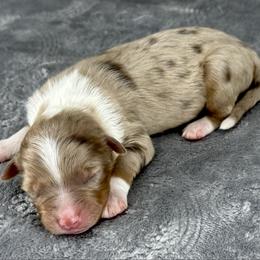 RMM6 - Red merle male Aussiedoodle puppy in Prague, Oklahoma from Classic K9’s  Aussies & Doodles