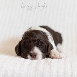 Red Collar Boy - Chocolate male Australian Labradoodle puppy in Thousand Oaks, California from Lovely Doodle Lane