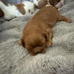 Ruby - Ruby female Cavalier King Charles Spaniel puppy in Richmond, Virginia from Dream it Cavs