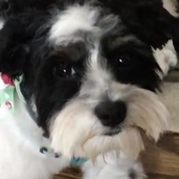 Cavachons from Clair’s Cavachon’s of Mid Coast Maine
