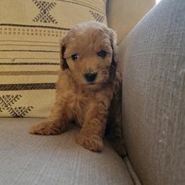 Amber - Apricot female Goldendoodle puppy in Mayville, Michigan from Guiding Light Doodles