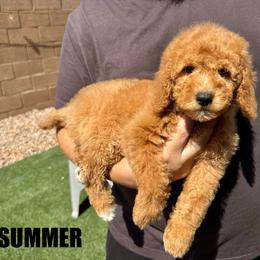 Summer - Female - Red female Bernedoodle puppy in Peoria, Arizona from Wroth's Pawsibilities