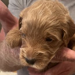 Snuffy - Fawn and white male Sheepadoodle puppy in Buford, Georgia from Guppy Puppies