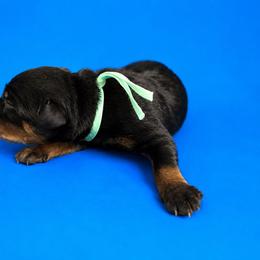 Xara - Black and mahogany female Rottweiler puppy in Talbott, Tennessee from Exodus' Rottweilers