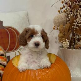 Simba- Ready to go home - Red  male Goldendoodle puppy in Mesa, Arizona from AZ River Doodles