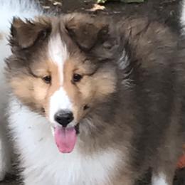 Shetland Sheepdog Puppies from Oak Knoll