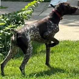 Nova - German Shorthaired Pointer
