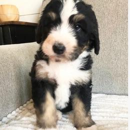Bernedoodles from The Lawles Boys Bernedoodles
