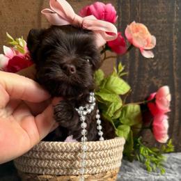 Coco Chanel - Chocolate and tan female Yorkshire Terrier puppy in Howe, Oklahoma from Ray Holder