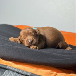 Boo - Caramel red male Australian Labradoodle puppy in Calhoun, Louisiana from Arrowhead Australian Labradoodles