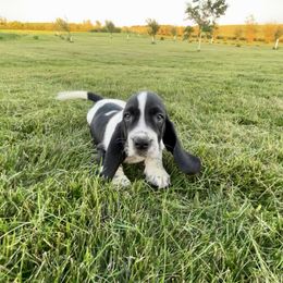 BB2 - Black and white male Basset Hound puppy in Britton, South Dakota from K&S Canines