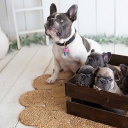French Bulldog Puppies from Antelope Springs Frenchies