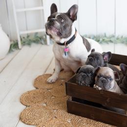 French Bulldog Puppies from Antelope Springs Frenchies