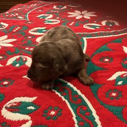 Cupid - Dapple female Dachshund puppy in Gilbert, South Carolina from Gena’s Dachshunds