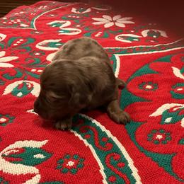 Cupid - Dapple female Dachshund puppy in Gilbert, South Carolina from Gena’s Dachshunds