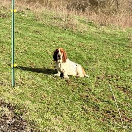 Breeze - Basset Hound