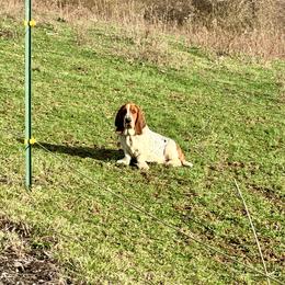 Breeze - Basset Hound