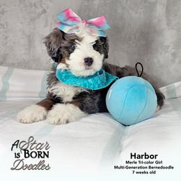 Cassiopeia - 'Cassie' - Pink Collar - Blue merle female Bernedoodle puppy in Jackson, Michigan from A Star is Born Doodles