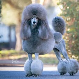 GCH Acqua Argento - Poodle