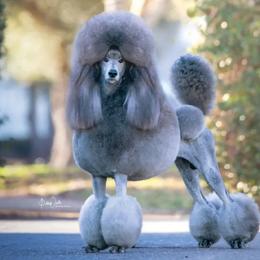 GCH Acqua Argento - Poodle
