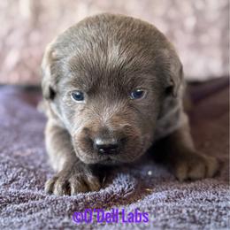 Tori - Black female Labrador Retriever puppy in Sullivan, Missouri from O’Dell Labs