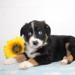 Jasper - Black tri-color male Australian Shepherd puppy in Pennsylvania from New Adventures Puppies
