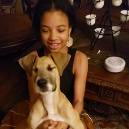 Great Dane Puppies from Grant’s Gorgeous Greats
