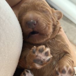 Lavender - Red  male Goldendoodle puppy in Herriman, Utah from Sunnydoodle Utah