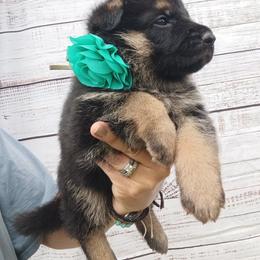 Turquoise - Black and red female German Shepherd puppy in Gustavus, Ohio from Cross Kreek Kennels