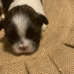 Shih Tzus from Beverly's Heart Shih Tzu