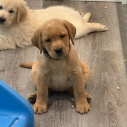 Female 6 - Yellow female Labrador Retriever puppy in Murrieta, California from The Golden Leash Kennels