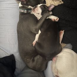 Boston Terrier Puppies from Bonze Boston Terriers