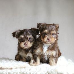 Shih Tzu Puppies from Nelly Kolomiyets