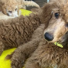 Hawkeye - Red  Poodle puppy in Dripping Springs, Texas from Petras Poodle Pharm Atx