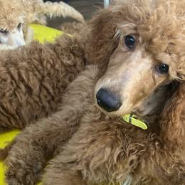 Hawkeye - Red  Poodle puppy in Dripping Springs, Texas from Petras Poodle Pharm Atx