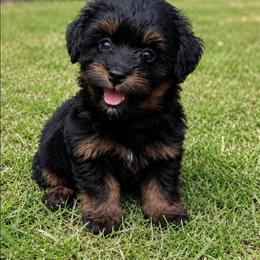 Ralphy - Black and tan male Companion Cross puppy in Macon, Georgia from Shipoo Lane