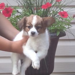 "Male 7 weeks old" Papillon Puppies from Michelle's Papillions