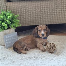 AKC Meet Duke :) - Dapple male Dachshund puppy in Centerville, Iowa from Barnyard Dachshunds, Dals & Doodles
