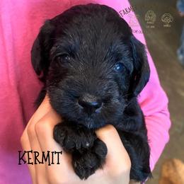 Kermit - Black male Schnoodle puppy in Sedalia, Missouri from Farmer Brown's Puppies