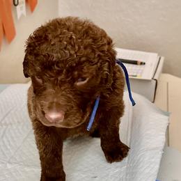 Blue collar - Brown male Chesapeake Bay Retriever puppy in North Port, Florida from Whispering Oak Chesapeakes