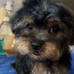 Yellow - Black and tan male Yorkshire Terrier puppy in Cocoa, Florida from SummerTime AKC Yorkies