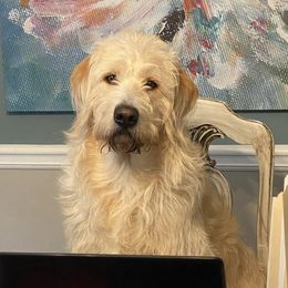 Labradoodles from DeShazo Farms