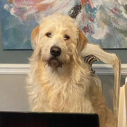 Labradoodles from DeShazo Farms