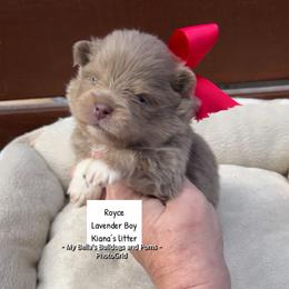 Royce - Lavender male Pomeranian puppy in Inola, Oklahoma from My Bella’s Pomeranians