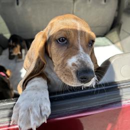 Basset Hound Puppies from Dretzka’s Blessed Basset Hounds