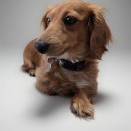 Eevee - Dachshund
