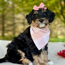Mint - Tri-color female Bernedoodle puppy in Hesperia, Michigan from Red Acres Poodles & Doodles